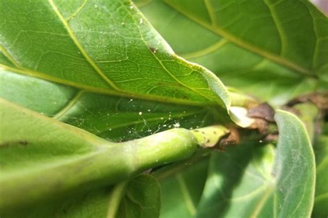 Spider Mites On Houseplants