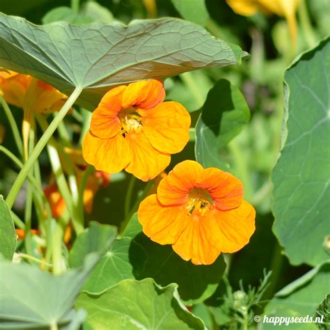 Oost Indische Kers Zaden Zaaien Happy Seeds