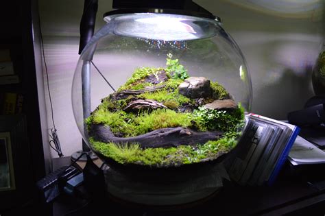 14" bubble Glass- Moss and Liverwort Terrarium - 6 months old. : terrariums