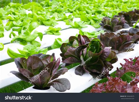 Growing Red Cos Lettuce Hydroponic Farm Stock Photo 504643675