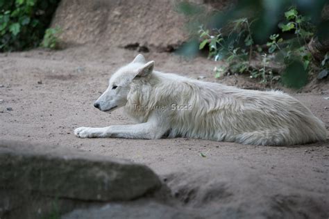 Zoo Berlín Alemania Tono Arias Stock