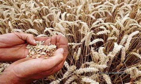 Wheat Sowing Up Nearly 1 So Far This Rabi Season At 332 16 Lakh