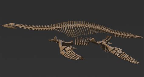 Plesiosaur Skeleton 3D Model $139 - .max .obj - Free3D