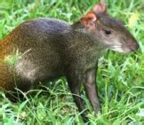 Agouti - Description, Habitat, Image, Diet, and Interesting Facts