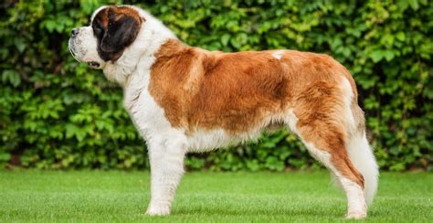 Saint Bernard Breed Guide (Lifespan, Size & Characteristics)