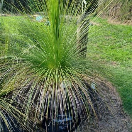 Australian Grass Tree Xanthorrhoea Johnsonii Matakana Palms