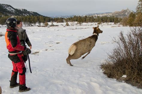 The Southern Ute Drum Tracking Elk Using Todays Technology