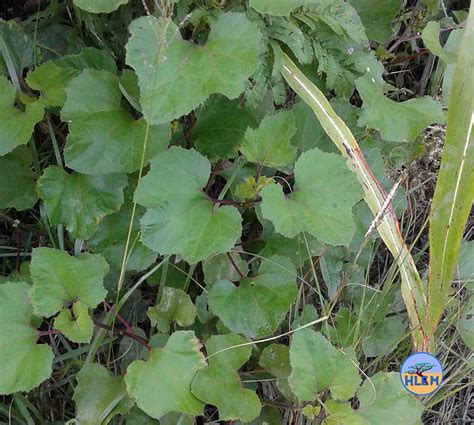 Large Cocklebur Xanthium Strumarium Is A Nemba Cat B Alien Invasive Plant