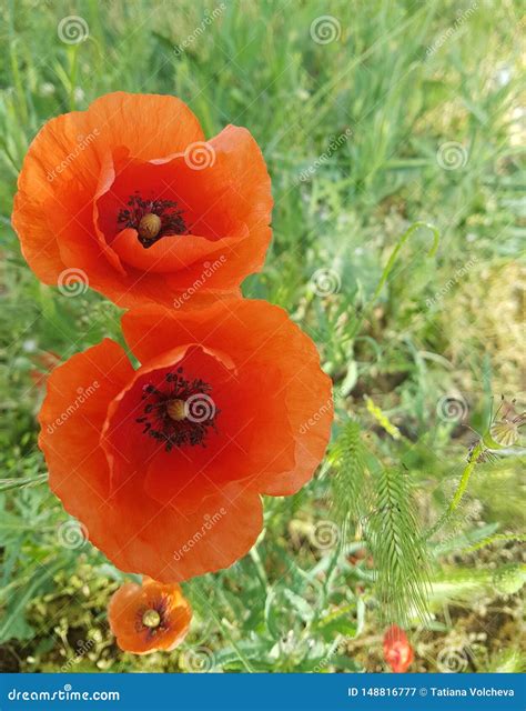 Fiori Rossi Aperti Del Papavero Immagine Stock Immagine Di Petalo