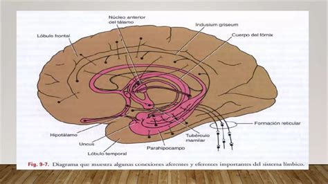 Formacion Reticular Y Sistema Limbico PPT