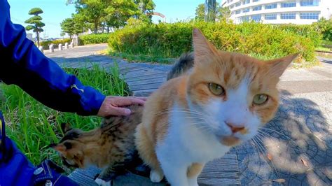 公園のベンチに野良猫がいたので撫でると隣に座ってきてカワイイ