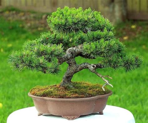 Pine Bonsai Tree - Bonsai Sanctum