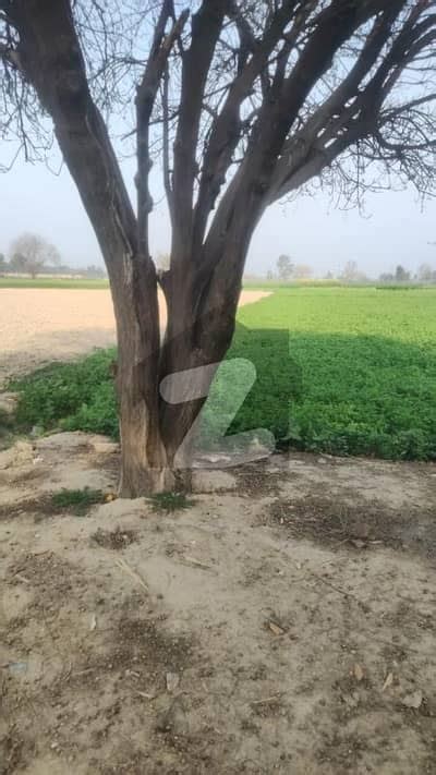 Kanal Agriculture Land Available For Sale In Raja Jang Raiwind To