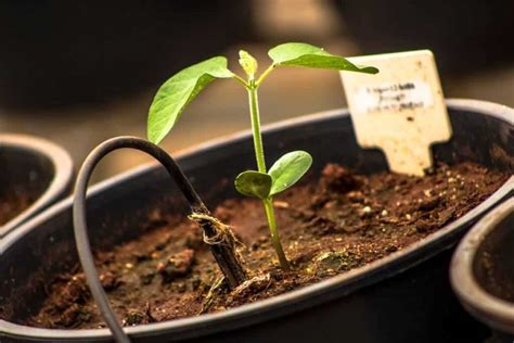 Resist Ncia Ao Nematoide Do Cisto Tudo Sobre As Novas Cultivares De Soja