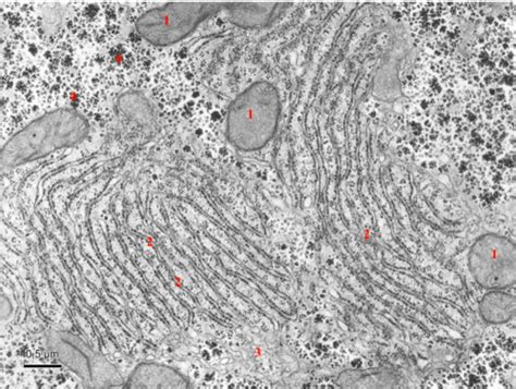 Electron microscopy of cell organelles Flashcards | Quizlet