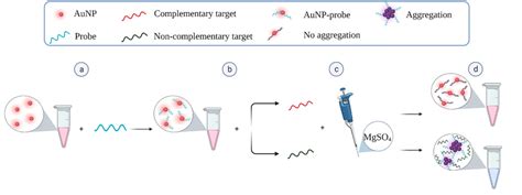 Schematic Illustration For Detection Of Mtb Using Aunps Biosensor A Download Scientific