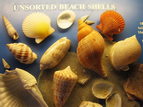 Rare Seashells And Their Seashells Of Sanibel Island From The