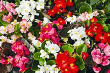 БЕГОНИЯ: купить луковицы бегонии почтой | интернет-магазин Vesna-Osen