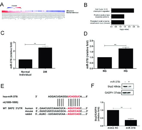 Identification Of Mir 378i Skp2 Interaction In Cell Senescence In