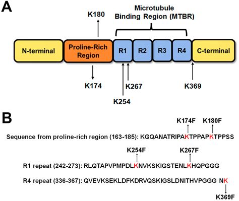 IJMS Free Full Text Tau Lysine Pseudomethylation Regulates