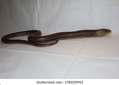 135 Legless Lizard Pet Images, Stock Photos, and Vectors | Shutterstock