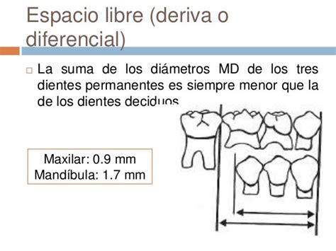 Desarrolo De La Oclusion