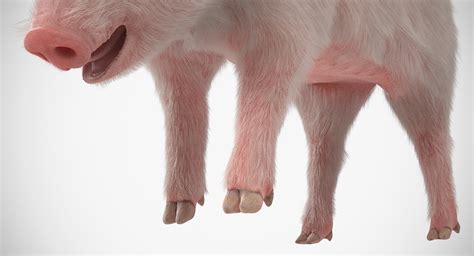 3D Pig Piglet Landrace Standing Model TurboSquid 1357837