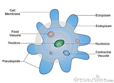 Structure Of An Amoeba Stock Illustration | CartoonDealer.com #36870466