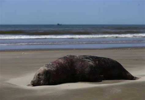 Misteri Kematian Anjing Laut Di Brazil Diduga Akibat Flu Burung