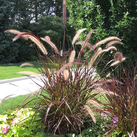 Purple Fountain Grass - Buchanan's Native Plants