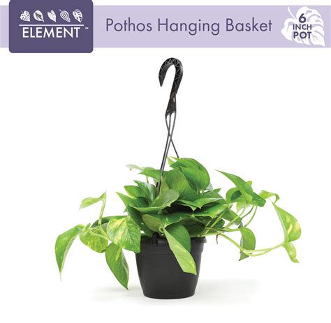 Element By Altman Plants 6 Golden Pothos Plant Live In Hanging Planter Pot Live Trailing