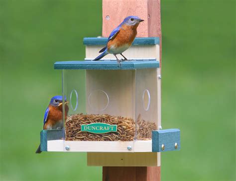 Buy The Clearview Bluebird Feeder At 100 Satisfaction