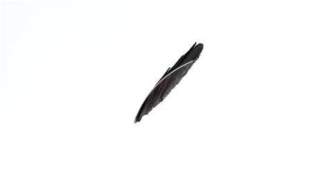 ArtStation - Crow Feather | Resources