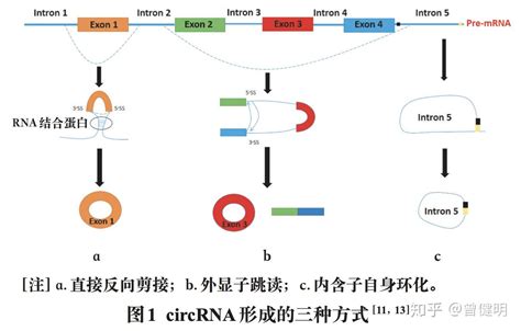 如何理解circrna 知乎