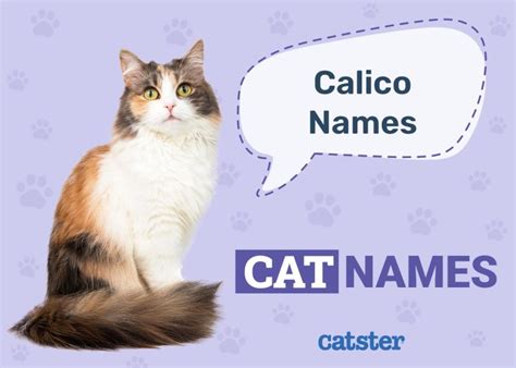 170 Calico Cat Names Great Ideas For Your Elegant Cat Catster