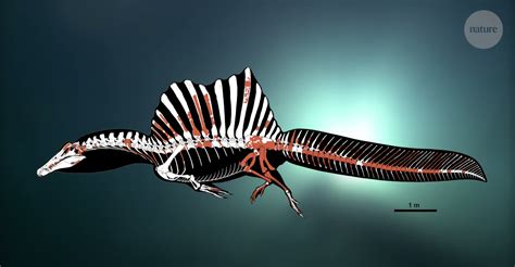 New Evidence Suggests Spinosaurus Was a Swimming Shark Eater - Nerdist