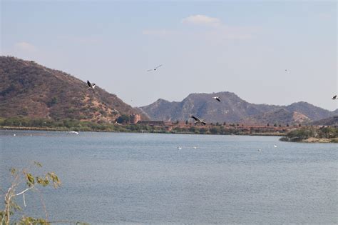 Birds flying over the river - PixaHive