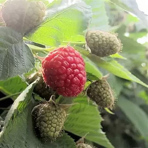 Rubus Idaeus Raspberry Autumn Bliss Canes Cowell S Garden