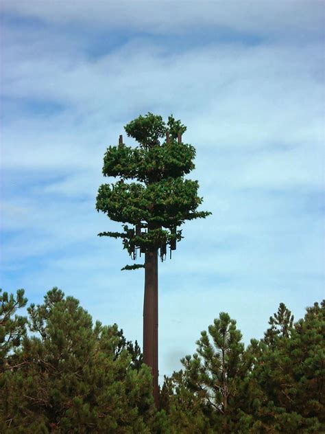 Why Do Cell Towers Look Like Fake Trees Los Angeles Times