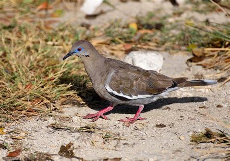 White Winged Dove Mexico Stock Image Image Of South 140164907