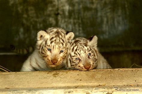 【ゴールデンウィーク】東武動物公園、稀少なホワイトタイガーの赤ちゃん公開 1枚目の写真・画像 レスポンス（responsejp）