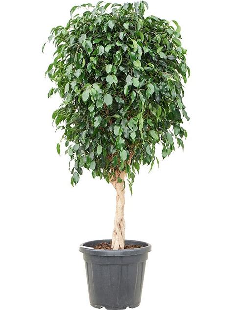 Ficus Benjamina Danielle Plant Wholesale FlorAccess