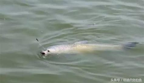 夏季野釣，高手是這樣打窩的，誘魚留魚效果更佳 每日頭條