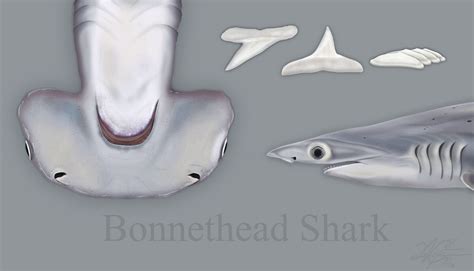 Bonnethead Shark by EvgeniH on DeviantArt