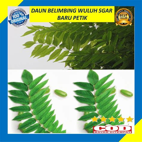 Jual Daun Belimbing Wuluh 200 Gram Segar Daun Belimbing Wulung Fresh