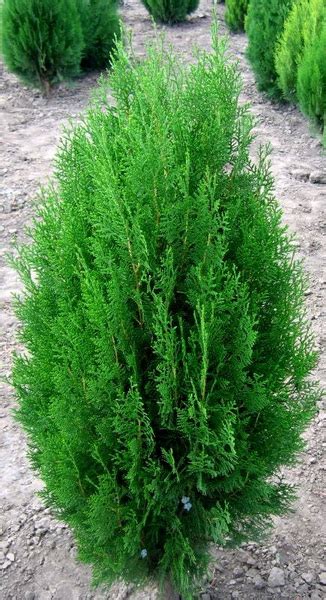 Туя восточная Thuja orientalis - Купить хвойные деревья и кустарники в ...