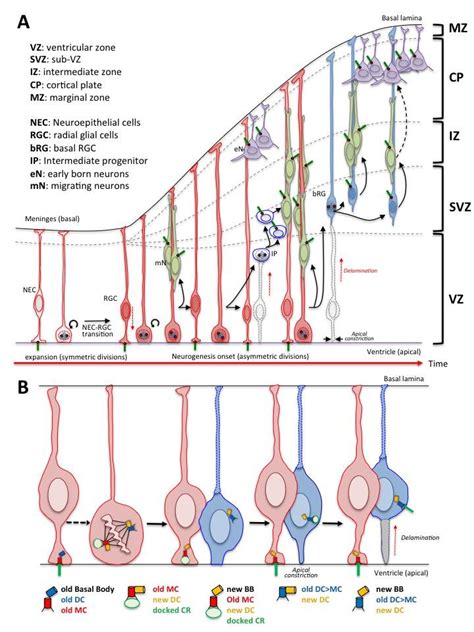 The Developing Cerebral Cortex And Primary Cilia Dynamics And Location Download Scientific