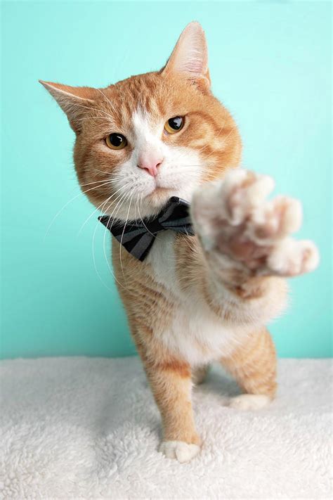 Orange Tabby Cat Portrait in Studio and Wearing a Bow Tie Photograph by ...