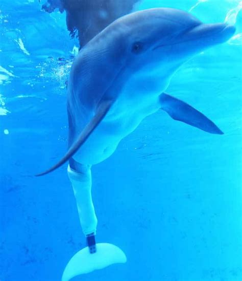 Winter...An inspiring little dolphin - Dolphin Tale - Fanpop