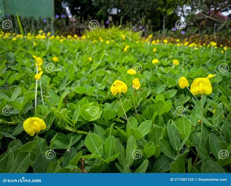 Arachis Pintoi Flower Garden Stock Image Image Of Decorate Herb